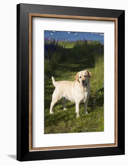 Labrador Retriever-Lynn M^ Stone-Framed Photographic Print
