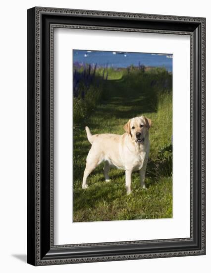 Labrador Retriever-Lynn M^ Stone-Framed Photographic Print