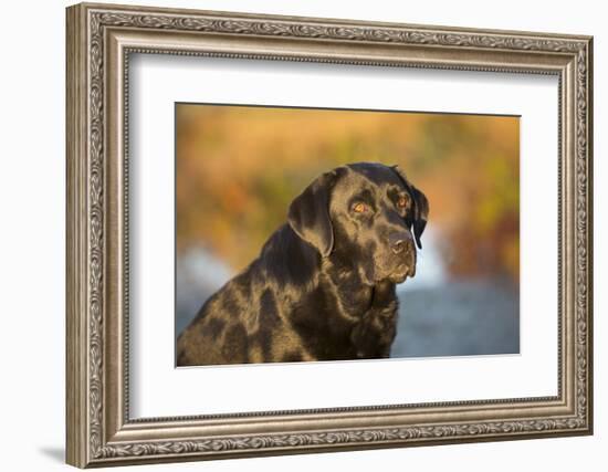 Labrador Retriever-Lynn M^ Stone-Framed Photographic Print