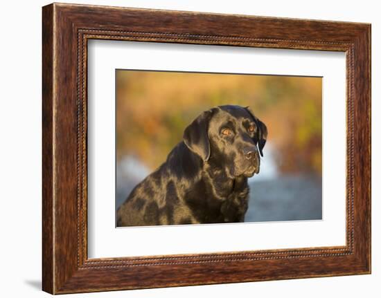 Labrador Retriever-Lynn M^ Stone-Framed Photographic Print