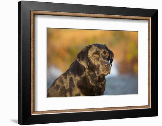 Labrador Retriever-Lynn M^ Stone-Framed Photographic Print