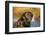 Labrador Retriever-Lynn M^ Stone-Framed Photographic Print