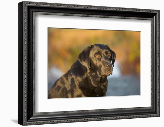 Labrador Retriever-Lynn M^ Stone-Framed Photographic Print