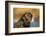 Labrador Retriever-Lynn M^ Stone-Framed Photographic Print