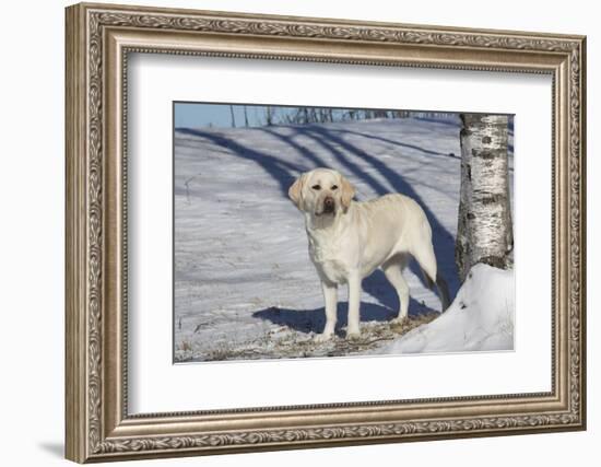 Labrador Retriever-Lynn M^ Stone-Framed Photographic Print