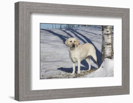 Labrador Retriever-Lynn M^ Stone-Framed Photographic Print