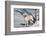 Labrador Retriever-Lynn M^ Stone-Framed Photographic Print