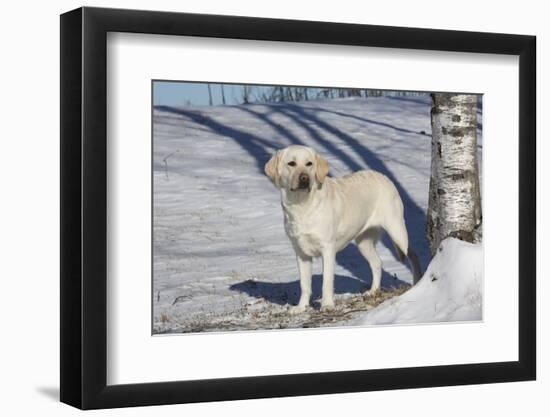 Labrador Retriever-Lynn M^ Stone-Framed Photographic Print