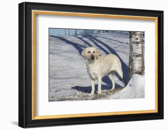 Labrador Retriever-Lynn M^ Stone-Framed Photographic Print