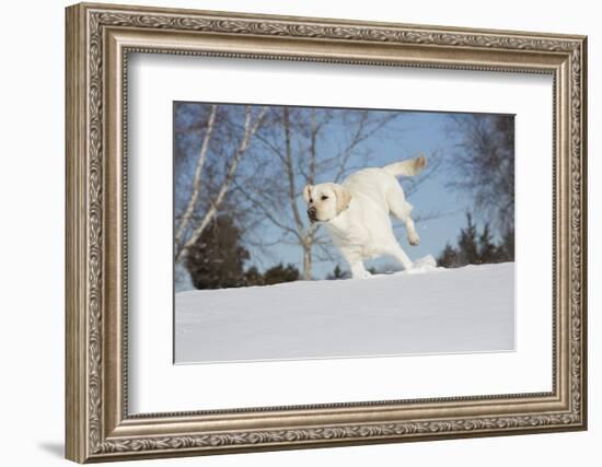 Labrador Retriever-Lynn M^ Stone-Framed Photographic Print