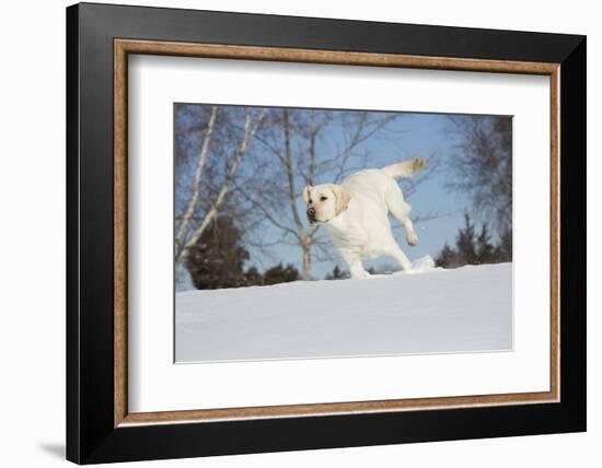 Labrador Retriever-Lynn M^ Stone-Framed Photographic Print