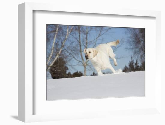 Labrador Retriever-Lynn M^ Stone-Framed Photographic Print