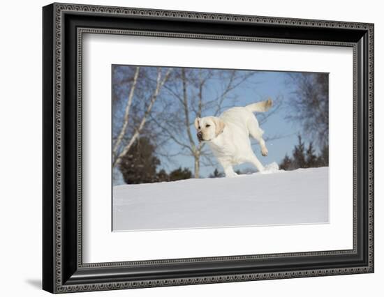 Labrador Retriever-Lynn M^ Stone-Framed Photographic Print