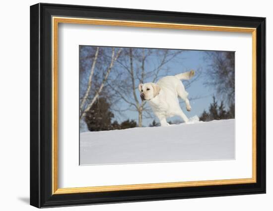 Labrador Retriever-Lynn M^ Stone-Framed Photographic Print