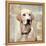 Labrador Retriever-Keri Rodgers-Framed Stretched Canvas