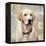 Labrador Retriever-Keri Rodgers-Framed Stretched Canvas