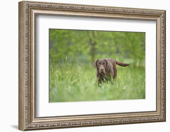 Labrador retrievers, chocolate brown, meadow, frontal, stand, looking into camera-David & Micha Sheldon-Framed Photographic Print