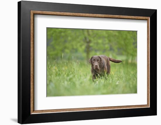 Labrador retrievers, chocolate brown, meadow, frontal, stand, looking into camera-David & Micha Sheldon-Framed Photographic Print