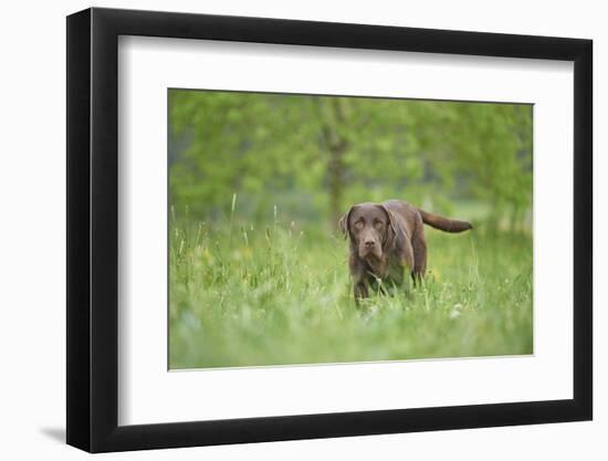 Labrador retrievers, chocolate brown, meadow, frontal, stand, looking into camera-David & Micha Sheldon-Framed Photographic Print