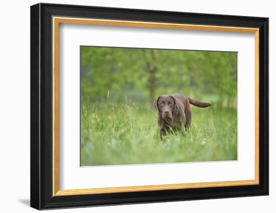 Labrador retrievers, chocolate brown, meadow, frontal, stand, looking into camera-David & Micha Sheldon-Framed Photographic Print