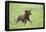 Labrador retrievers, chocolate brown, puppy, meadow, frontal, run-David & Micha Sheldon-Framed Premier Image Canvas