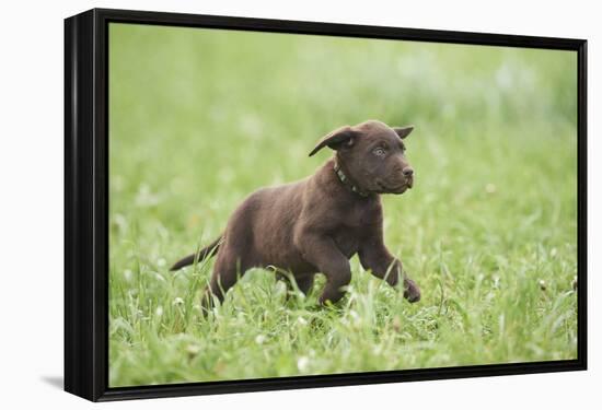 Labrador retrievers, chocolate brown, puppy, meadow, frontal, run-David & Micha Sheldon-Framed Premier Image Canvas