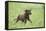 Labrador retrievers, chocolate brown, puppy, meadow, frontal, run-David & Micha Sheldon-Framed Premier Image Canvas