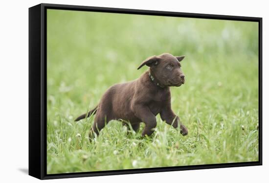 Labrador retrievers, chocolate brown, puppy, meadow, frontal, run-David & Micha Sheldon-Framed Premier Image Canvas