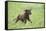 Labrador retrievers, chocolate brown, puppy, meadow, frontal, run-David & Micha Sheldon-Framed Premier Image Canvas