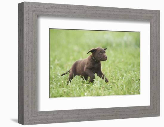 Labrador retrievers, chocolate brown, puppy, meadow, frontal, run-David & Micha Sheldon-Framed Photographic Print