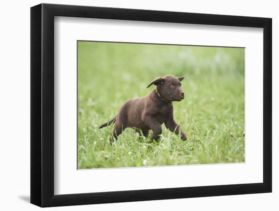 Labrador retrievers, chocolate brown, puppy, meadow, frontal, run-David & Micha Sheldon-Framed Photographic Print