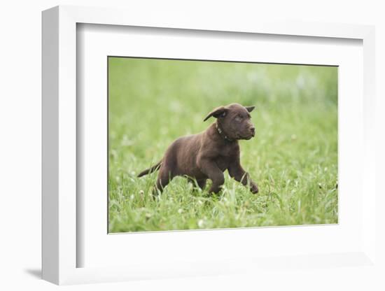 Labrador retrievers, chocolate brown, puppy, meadow, frontal, run-David & Micha Sheldon-Framed Photographic Print