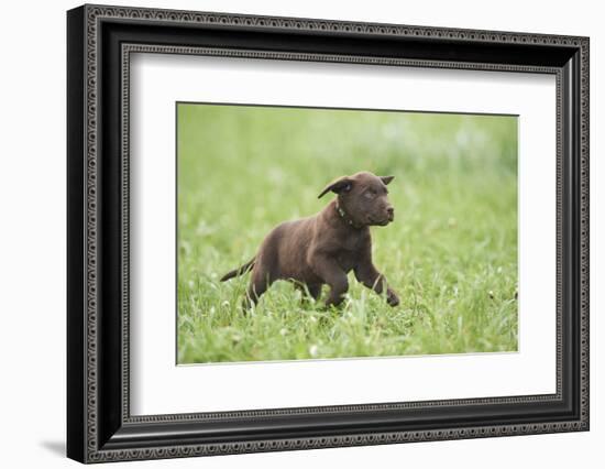 Labrador retrievers, chocolate brown, puppy, meadow, frontal, run-David & Micha Sheldon-Framed Photographic Print