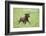 Labrador retrievers, chocolate brown, puppy, meadow, frontal, run-David & Micha Sheldon-Framed Photographic Print