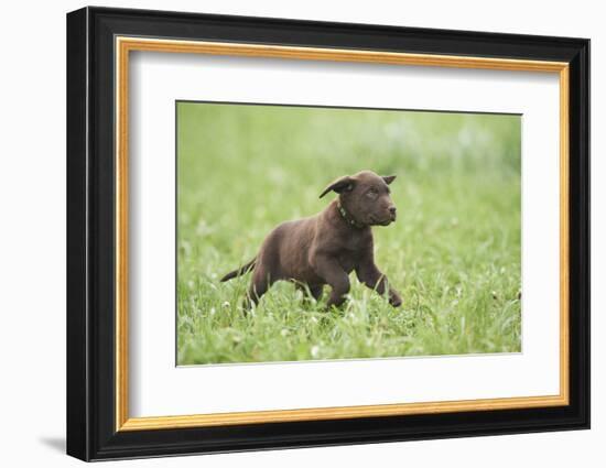 Labrador retrievers, chocolate brown, puppy, meadow, frontal, run-David & Micha Sheldon-Framed Photographic Print