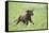 Labrador retrievers, chocolate brown, puppy, meadow, frontal, run-David & Micha Sheldon-Framed Stretched Canvas