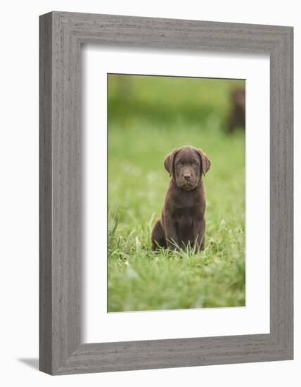 Labrador retrievers, chocolate brown, puppy, meadow, frontal, sit, looking into camera-David & Micha Sheldon-Framed Photographic Print