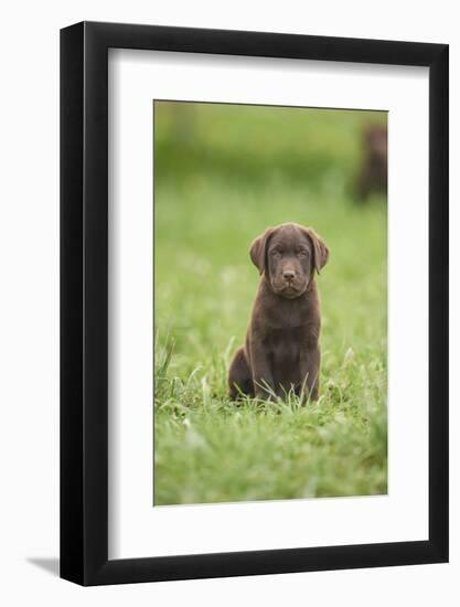 Labrador retrievers, chocolate brown, puppy, meadow, frontal, sit, looking into camera-David & Micha Sheldon-Framed Photographic Print