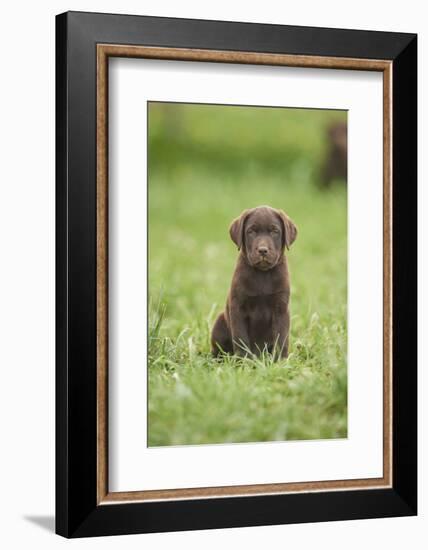 Labrador retrievers, chocolate brown, puppy, meadow, frontal, sit, looking into camera-David & Micha Sheldon-Framed Photographic Print