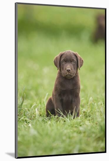 Labrador retrievers, chocolate brown, puppy, meadow, frontal, sit, looking into camera-David & Micha Sheldon-Mounted Photographic Print