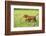 Labrador retrievers, chocolate brown, puppy, meadow, sidewise run-David & Micha Sheldon-Framed Photographic Print