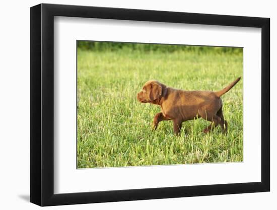 Labrador retrievers, chocolate brown, puppy, meadow, sidewise run-David & Micha Sheldon-Framed Photographic Print