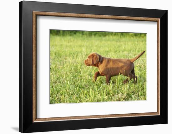 Labrador retrievers, chocolate brown, puppy, meadow, sidewise run-David & Micha Sheldon-Framed Photographic Print