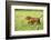 Labrador retrievers, chocolate brown, puppy, meadow, sidewise run-David & Micha Sheldon-Framed Photographic Print