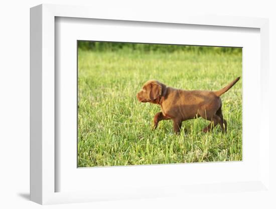 Labrador retrievers, chocolate brown, puppy, meadow, sidewise run-David & Micha Sheldon-Framed Photographic Print