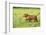 Labrador retrievers, chocolate brown, puppy, meadow, sidewise run-David & Micha Sheldon-Framed Photographic Print