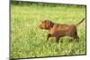 Labrador retrievers, chocolate brown, puppy, meadow, sidewise run-David & Micha Sheldon-Mounted Photographic Print