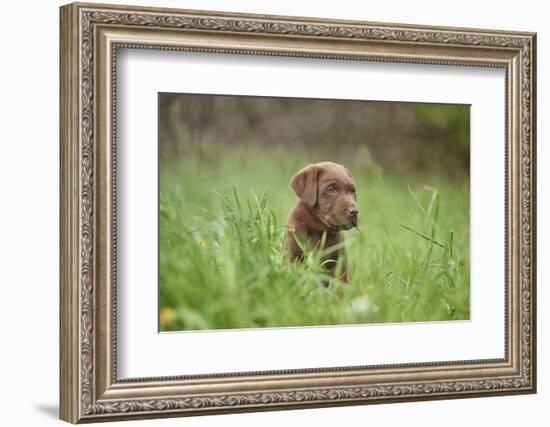 Labrador retrievers, chocolate brown, puppy, meadow, sidewise, sit-David & Micha Sheldon-Framed Photographic Print