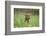 Labrador retrievers, chocolate brown, puppy, meadow, sidewise, sit-David & Micha Sheldon-Framed Photographic Print