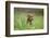 Labrador retrievers, chocolate brown, puppy, meadow, sidewise, sit-David & Micha Sheldon-Framed Photographic Print